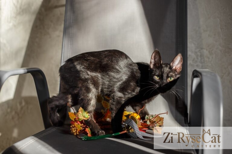 Bulka Zi Rysecat — питомник Zi RyseCat