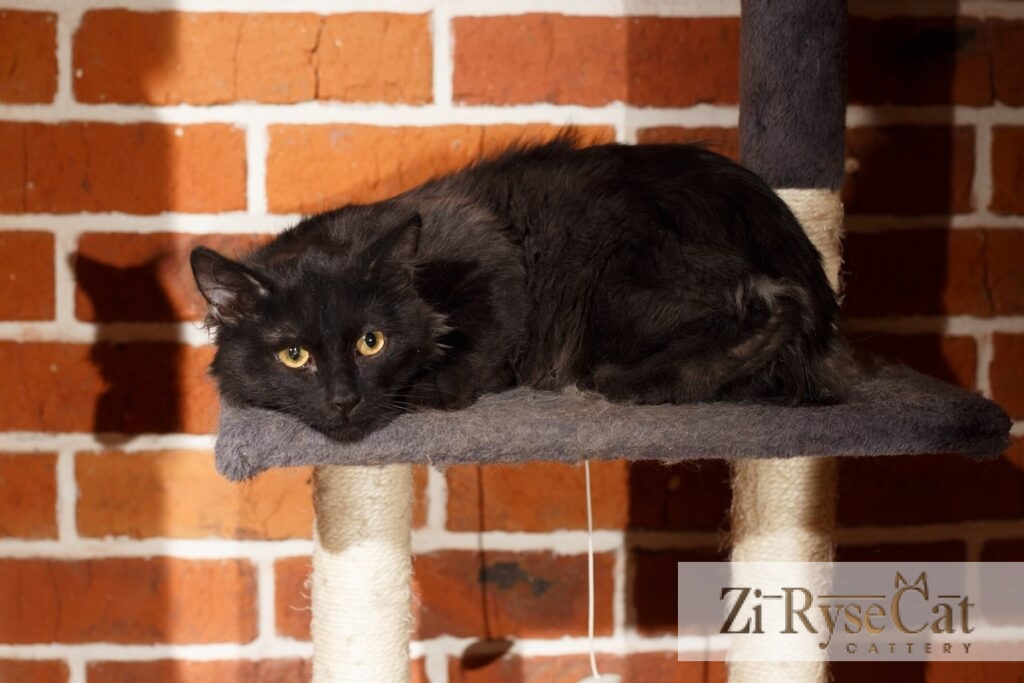 Кот PIGGIMOUT ZI RYSECAT — питомник Zi RyseCat