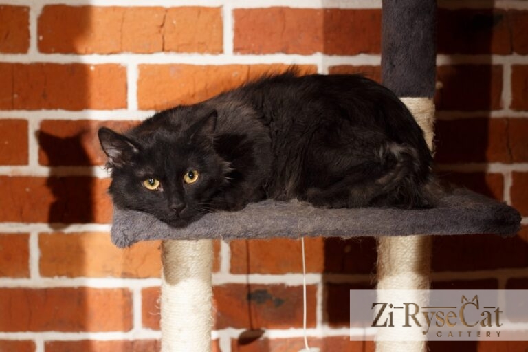 Piggimout Zi Rysecat — питомник Zi RyseCat