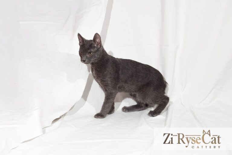 Buket Zi Rysecat — питомник Zi RyseCat