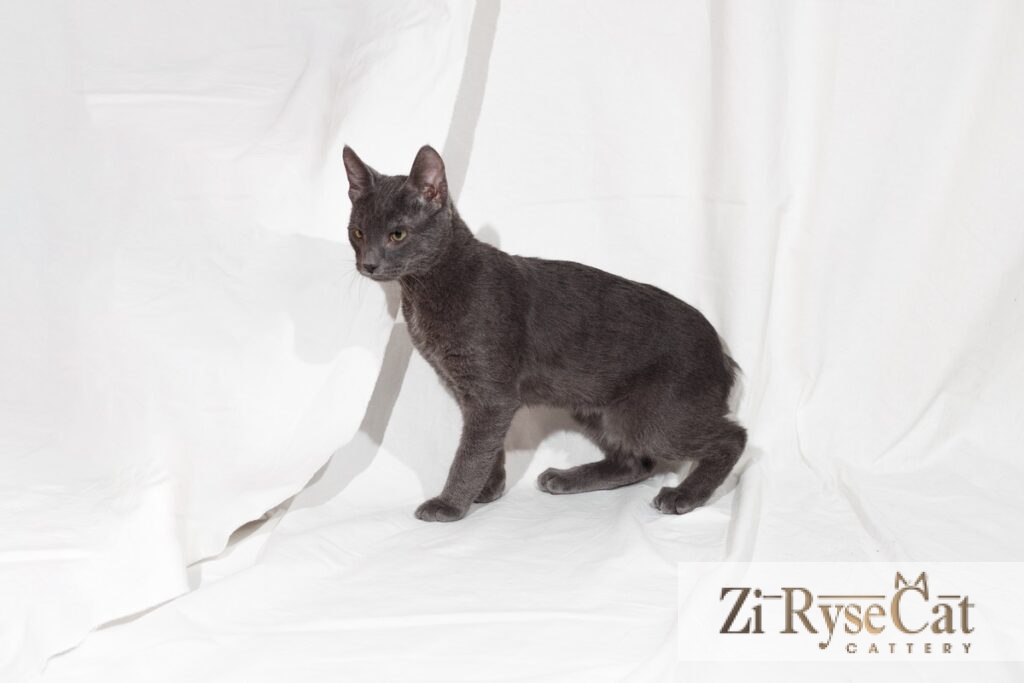 Кот BUKET ZI RYSECAT — питомник Zi RyseCat