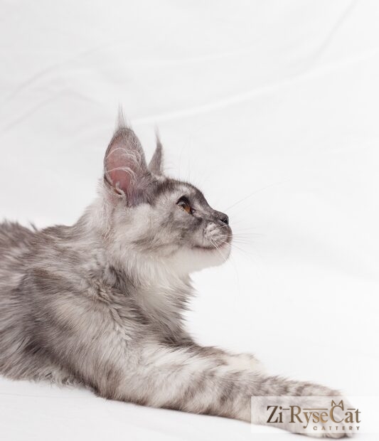 Gatto Celesto Kazan — питомник Zi RyseCat