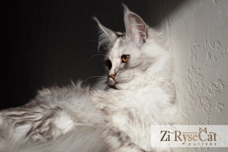 Gatto Celesto Khakassia — питомник Zi RyseCat