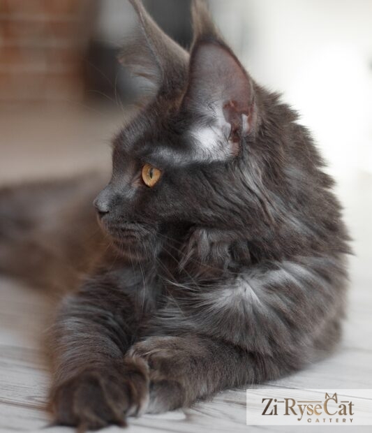 Gatto Celesto Jilin — питомник Zi RyseCat