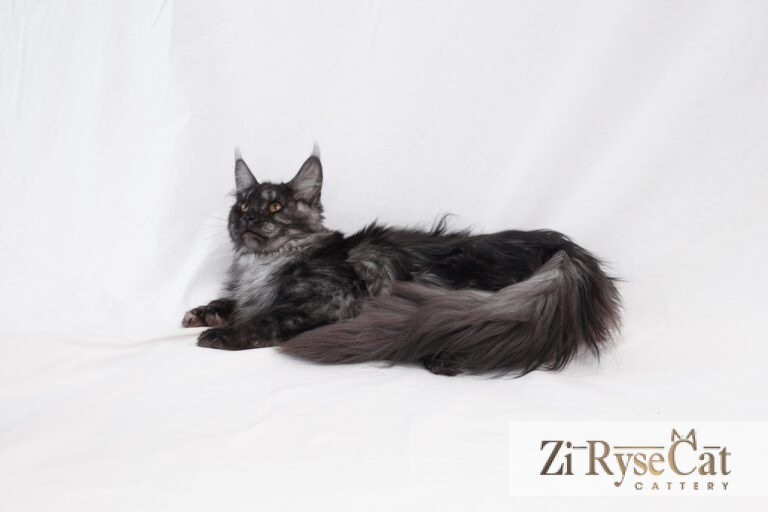 Gatto Celesto Gold Rush — питомник Zi RyseCat