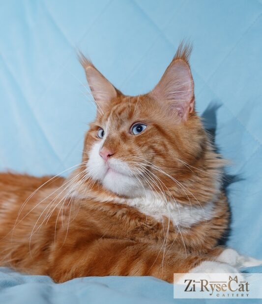 Hercules Zi Rysecat — питомник Zi RyseCat