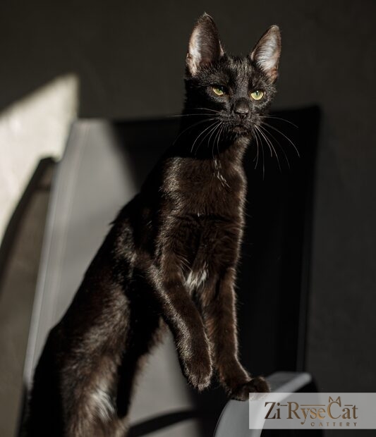 Bulka Zi Rysecat — питомник Zi RyseCat