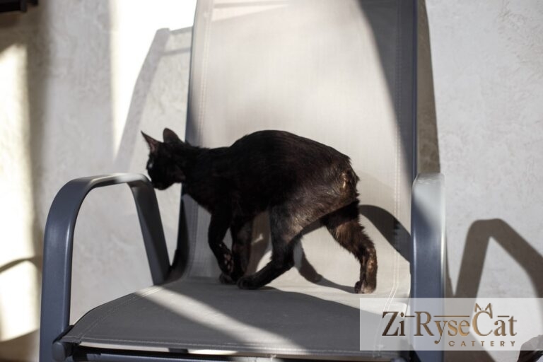 Buloshka Zi Rysecat — питомник Zi RyseCat