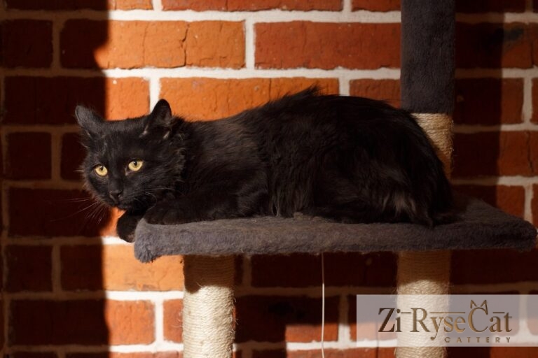 Piggimout Zi Rysecat — питомник Zi RyseCat