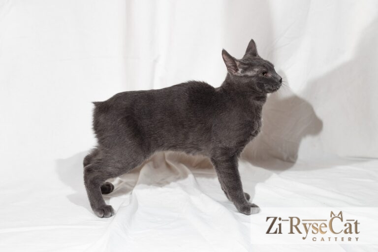 Buket Zi Rysecat — питомник Zi RyseCat