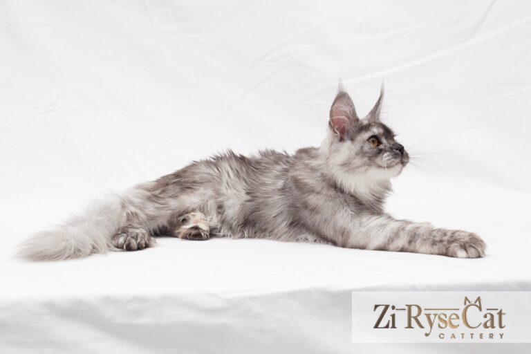 Gatto Celesto Kazan — питомник Zi RyseCat