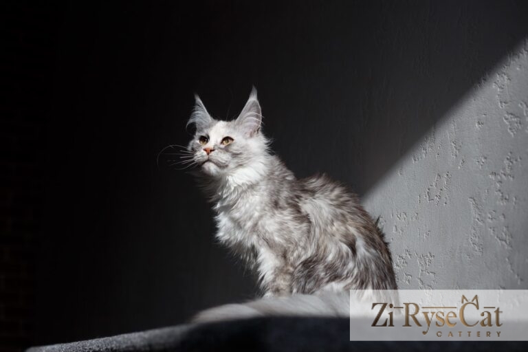 Gatto Celesto Khakassia — питомник Zi RyseCat
