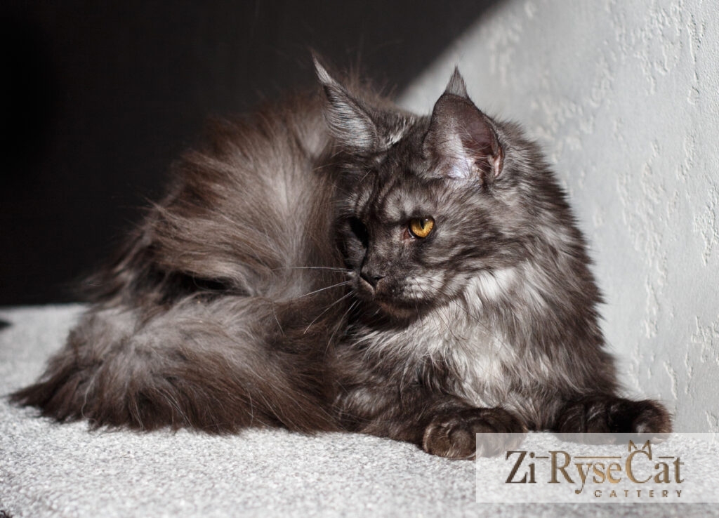 Кошка GATTO CELESTO GOLD RUSH — питомник Zi RyseCat