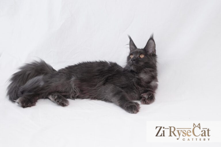 Gatto Celesto Jilin — питомник Zi RyseCat