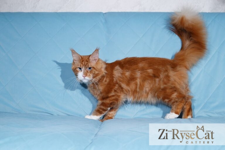 Hercules Zi Rysecat — питомник Zi RyseCat