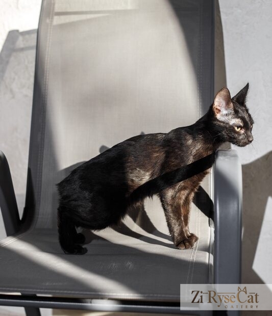 Buloshka Zi Rysecat — питомник Zi RyseCat