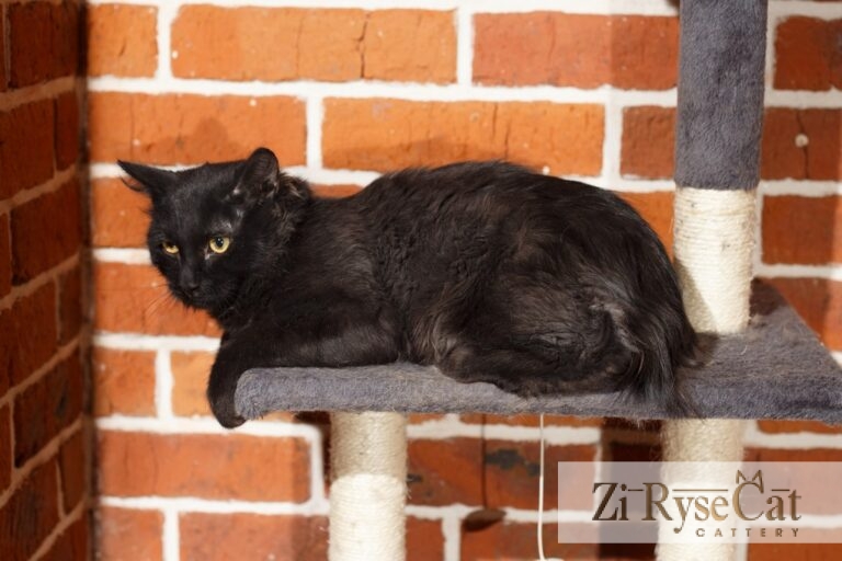 Piggimout Zi Rysecat — питомник Zi RyseCat