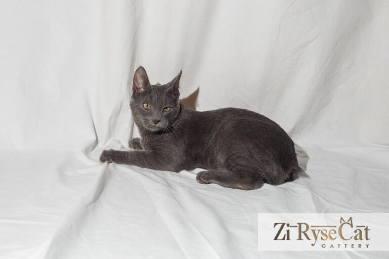Buket Zi Rysecat — питомник Zi RyseCat