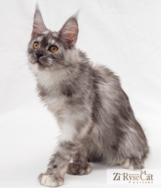 Gatto Celesto Kazan — питомник Zi RyseCat