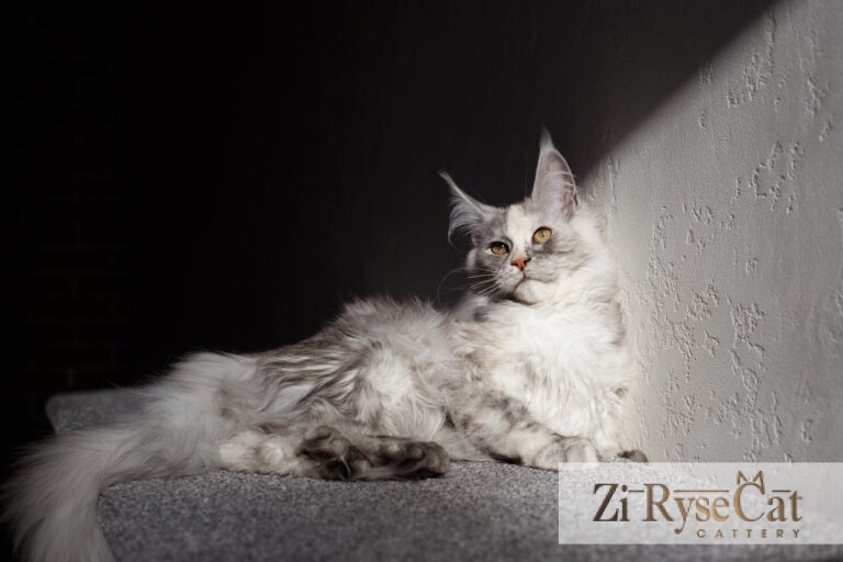 Gatto Celesto Khakassia — питомник Zi RyseCat