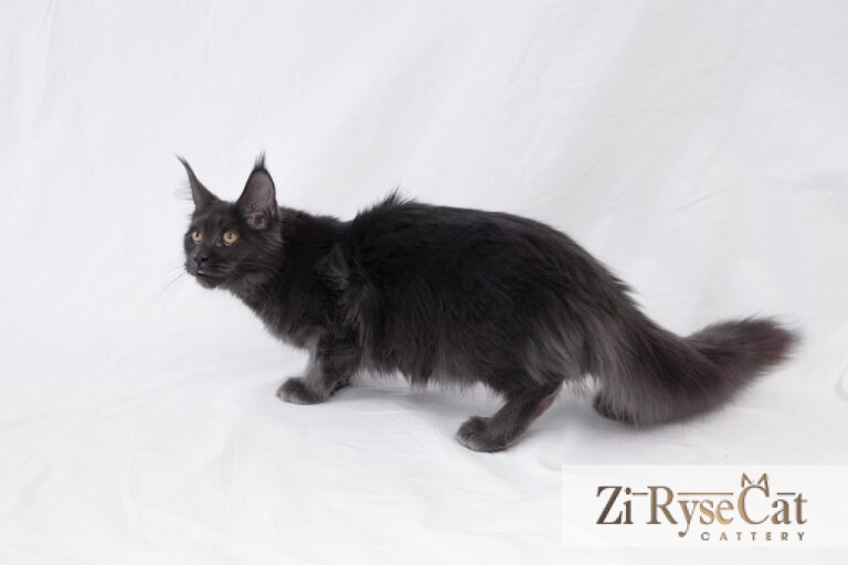 Gatto Celesto Jilin — питомник Zi RyseCat