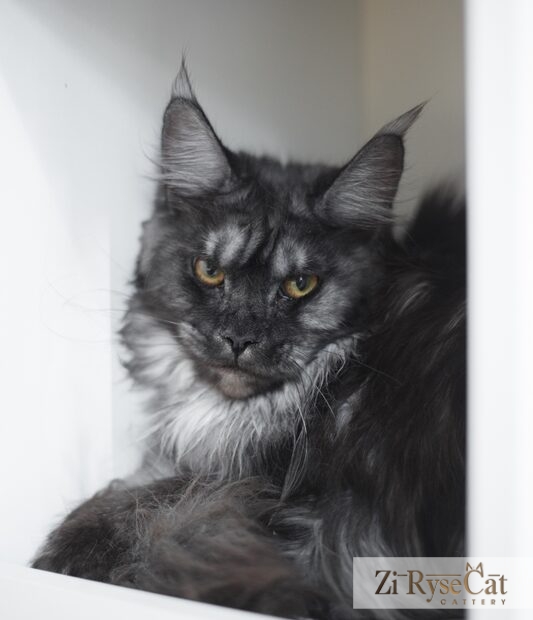 Gatto Celesto Gold Rush — питомник Zi RyseCat