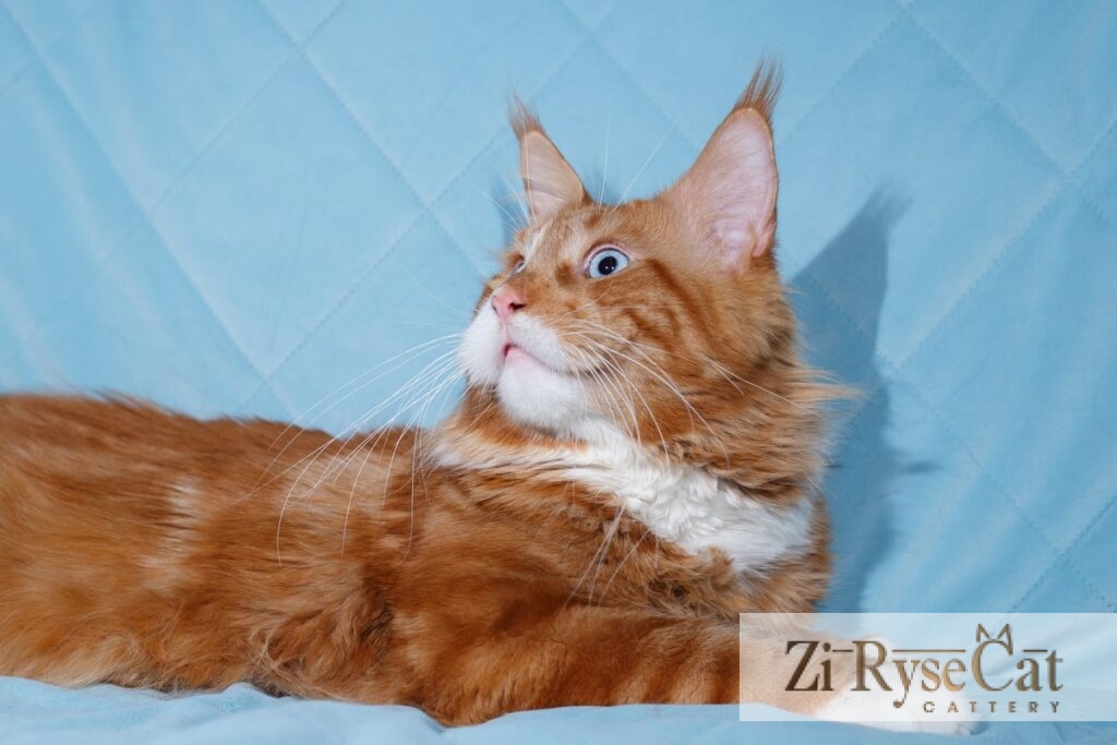Кот HERCULES ZI RYSECAT — питомник Zi RyseCat