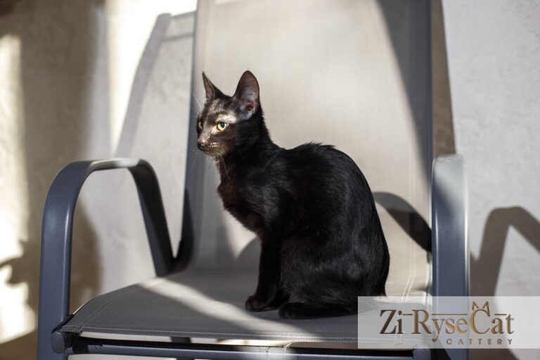 Buloshka Zi Rysecat — питомник Zi RyseCat