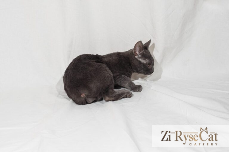 Buket Zi Rysecat — питомник Zi RyseCat