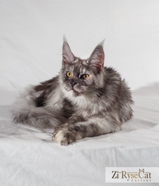 Gatto Celesto Kazan — питомник Zi RyseCat