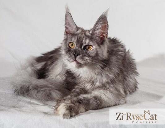 4IMG_1348 (web) — питомник Zi Rysecat