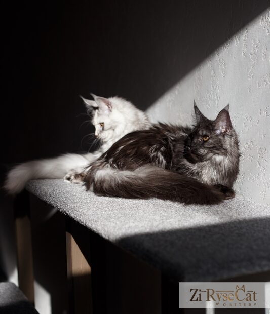 Gatto Celesto Khakassia — питомник Zi RyseCat