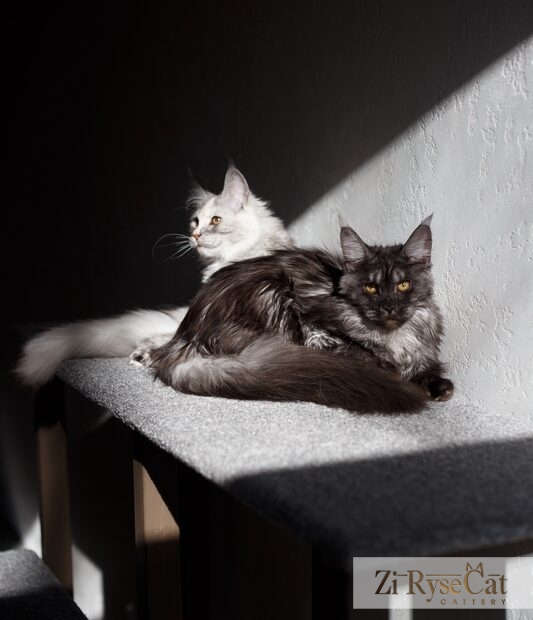 Gatto Celesto Gold Rush — питомник Zi RyseCat