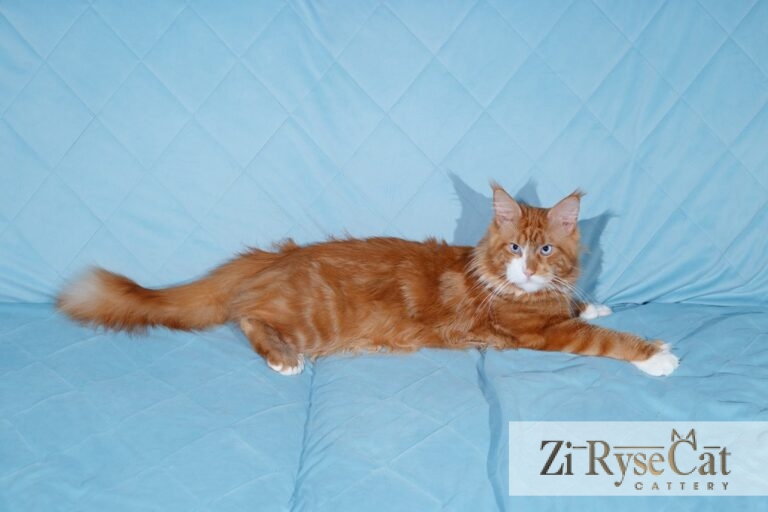 Hercules Zi Rysecat — питомник Zi RyseCat