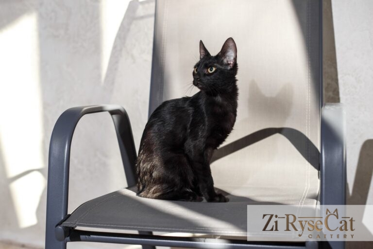 Buloshka Zi Rysecat — питомник Zi RyseCat