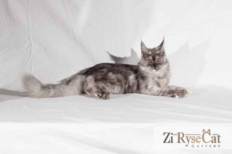 Gatto Celesto Kazan — питомник Zi RyseCat