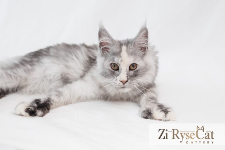 Gatto Celesto Khakassia — питомник Zi RyseCat