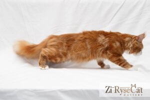 Заводчик с мейн-куном — питомник Zi Rysecat