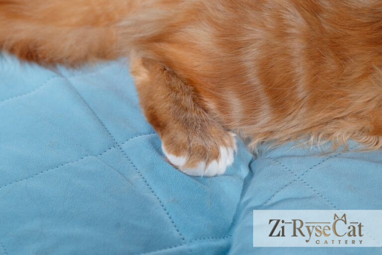 Hercules Zi Rysecat — питомник Zi RyseCat