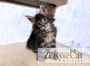Кот Blue Diamond Pride Jupiter — питомник Zi RyseCat