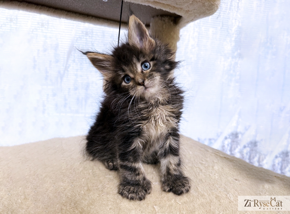 Кот Blue Diamond Pride Jupiter — питомник Zi RyseCat