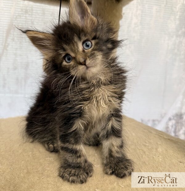 Jupiter (Blue Diamond Pride) — питомник Zi RyseCat