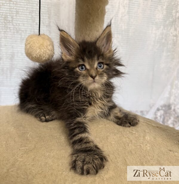 Jupiter (Blue Diamond Pride) — питомник Zi RyseCat