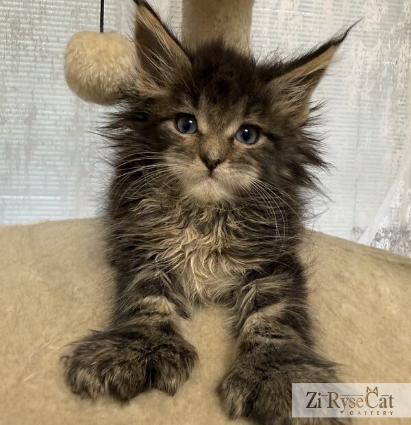 Jupiter (Blue Diamond Pride) — питомник Zi RyseCat