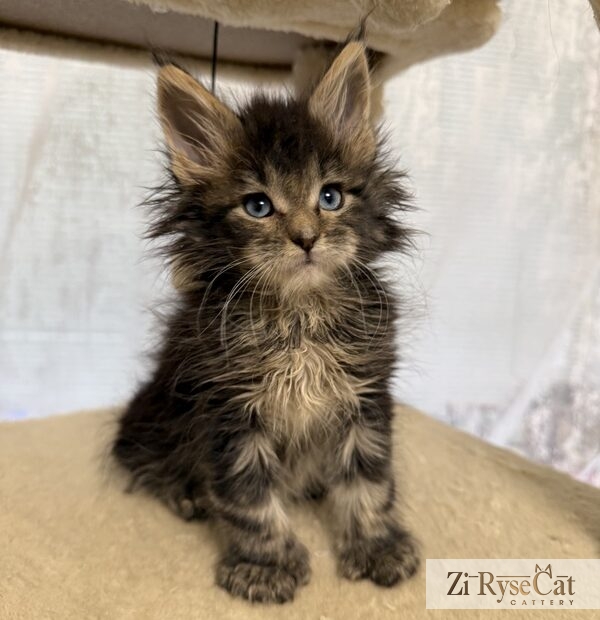 Jupiter (Blue Diamond Pride) — питомник Zi RyseCat
