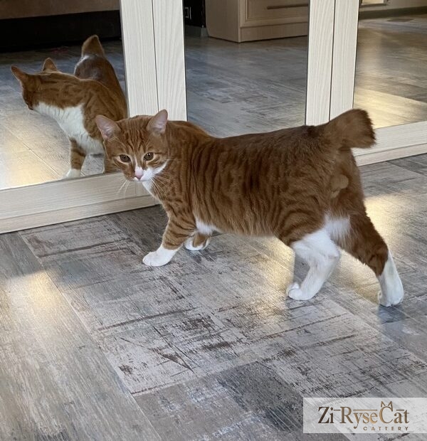 Rysik Zi Rysecat — питомник Zi RyseCat