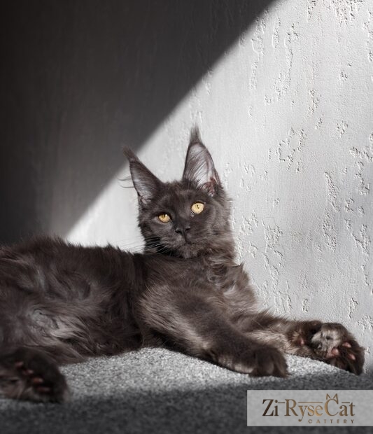Gatto Celesto Jilin — питомник Zi RyseCat