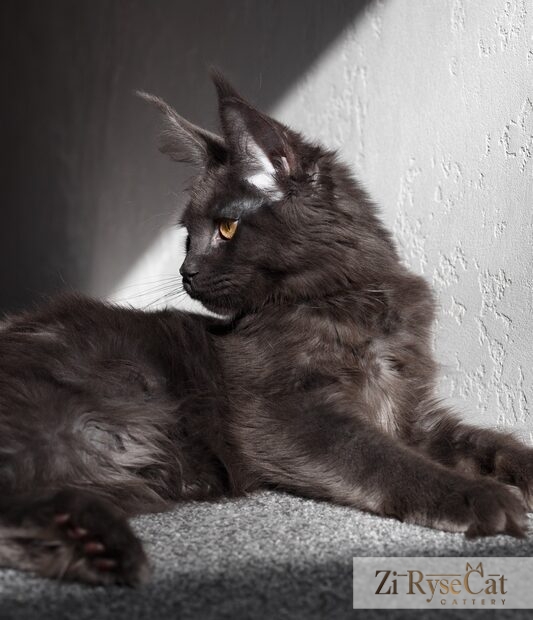 Gatto Celesto Jilin — питомник Zi RyseCat