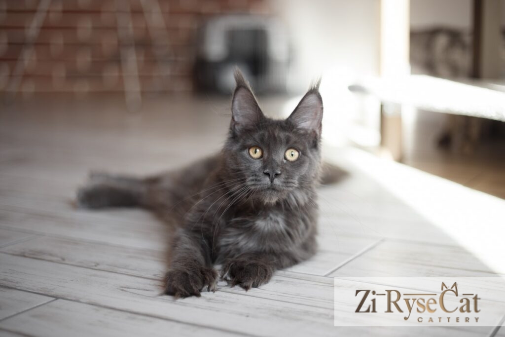 IMG_1587 (web) — питомник Zi Rysecat