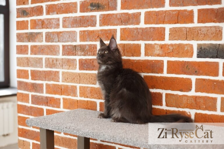 Gatto Celesto Jilin — питомник Zi RyseCat